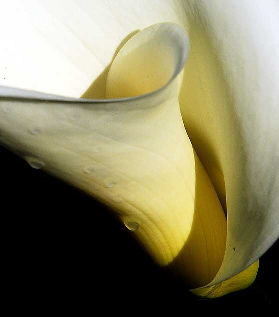 Zantedeschia aethiopica (Calla Lily)