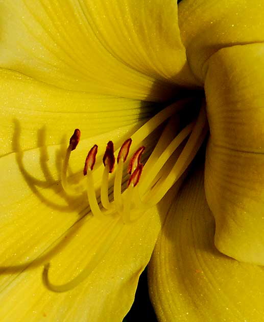 Hemerocallis lilioasphodelus (yellow daylily) 