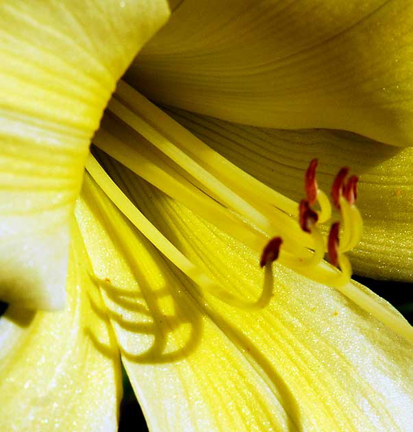 Hemerocallis lilioasphodelus (yellow daylily) 