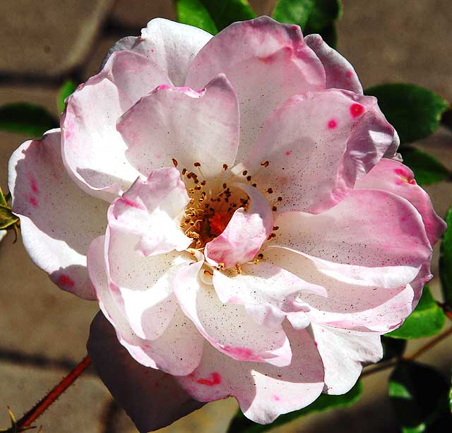 Dirty Rose