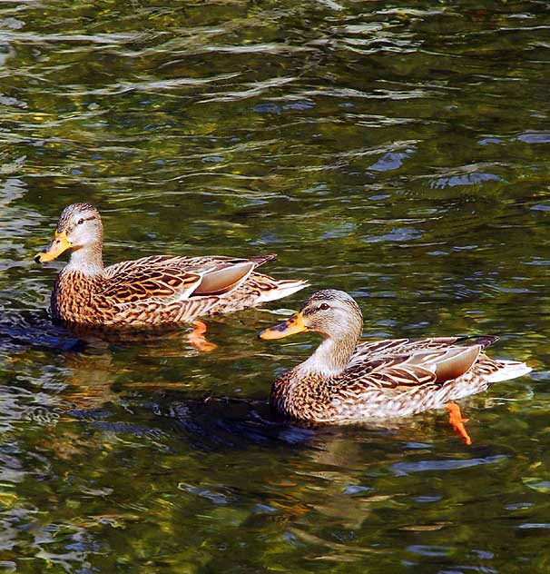 Ducks, fountain at Will Rogers Memorial Park, Sunset Boulevard, Beverly Hills