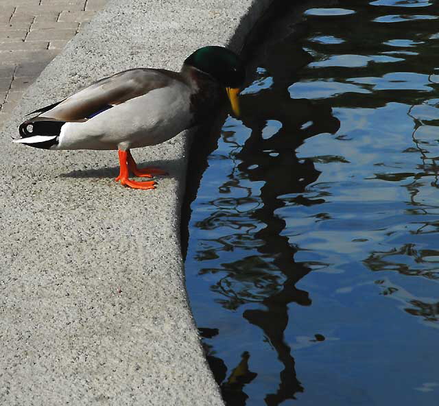 Duck, fountain at Will Rogers Memorial Park, Sunset Boulevard, Beverly Hills