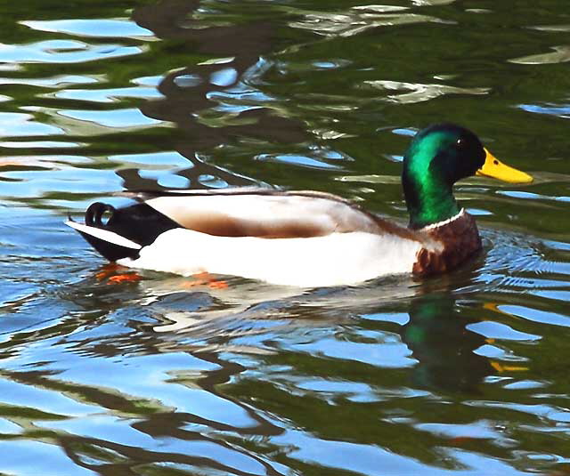 Duck, fountain at Will Rogers Memorial Park, Sunset Boulevard, Beverly Hills