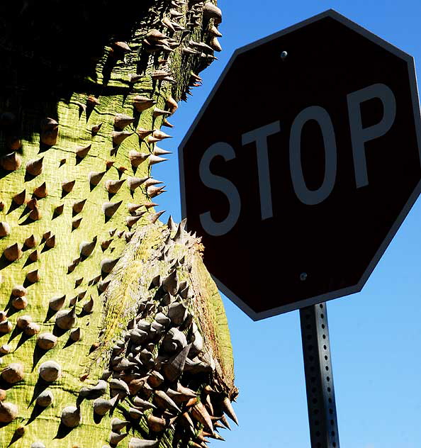 Stop Sign and Spiked Tree