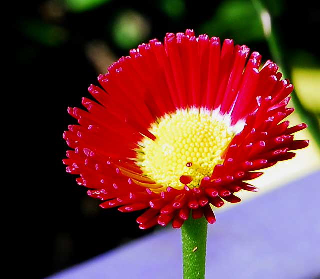 Curbside, Saturday, January 23, 2010 - English Daisy