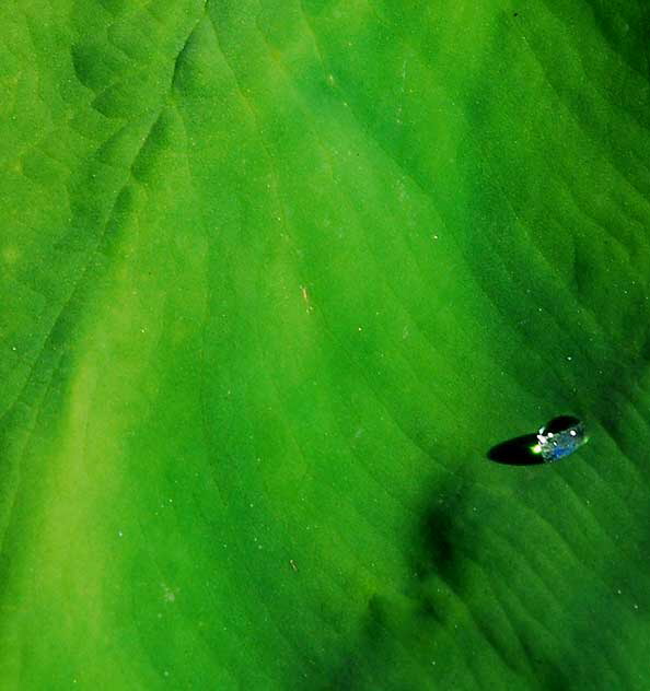 Banana Leaf and Raindrop