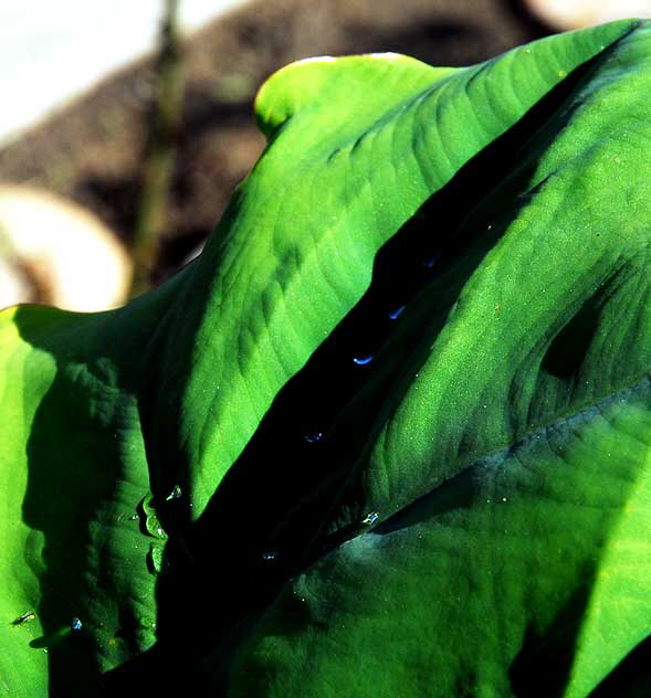 Banana Leaf and Raindrops