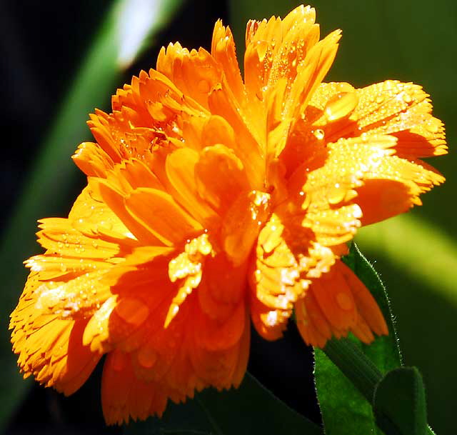 Curbside, Saturday, January 23, 2010 - Orange with Raindrops