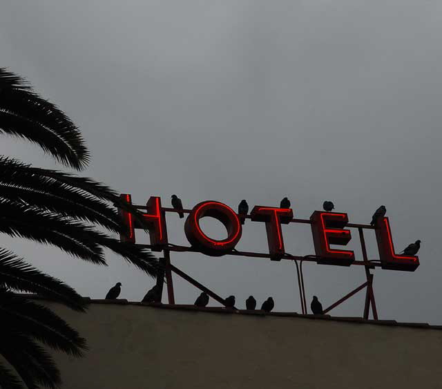 Neon Hotel Sign and Pigeons, North Las Palmas, Hollywood