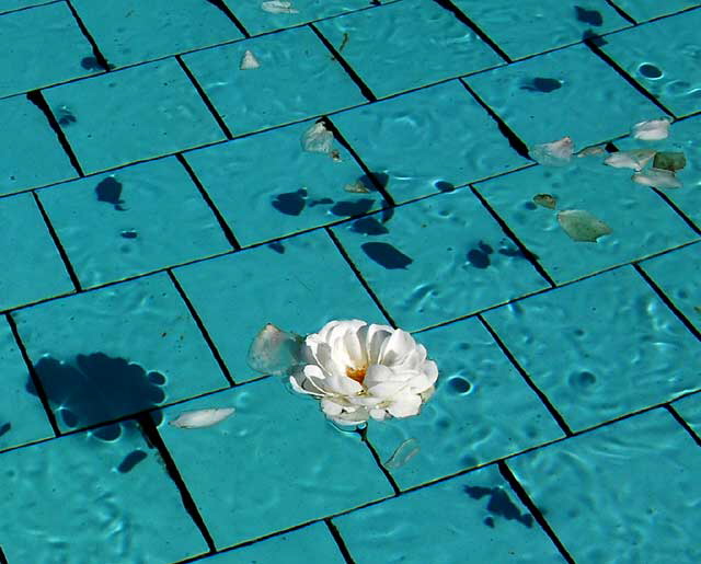 Rose floating in the William Mulholland Memorial Fountain at the intersection of Riverside Drive and Los Feliz Boulevard, at the edge of Griffith Park - Wednesday, January 27, 2010