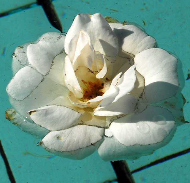 Rose floating in the William Mulholland Memorial Fountain at the intersection of Riverside Drive and Los Feliz Boulevard, at the edge of Griffith Park - Wednesday, January 27, 2010