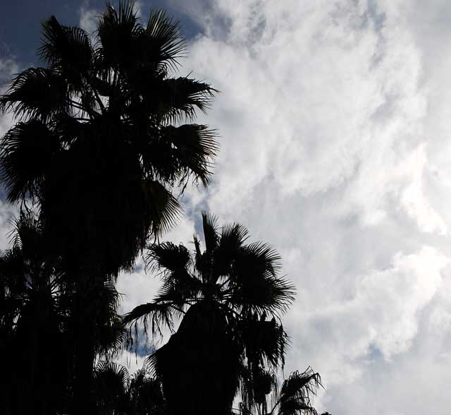 Double row of palms in the courtyard of the Egyptian Theater, Hollywood Boulevard 