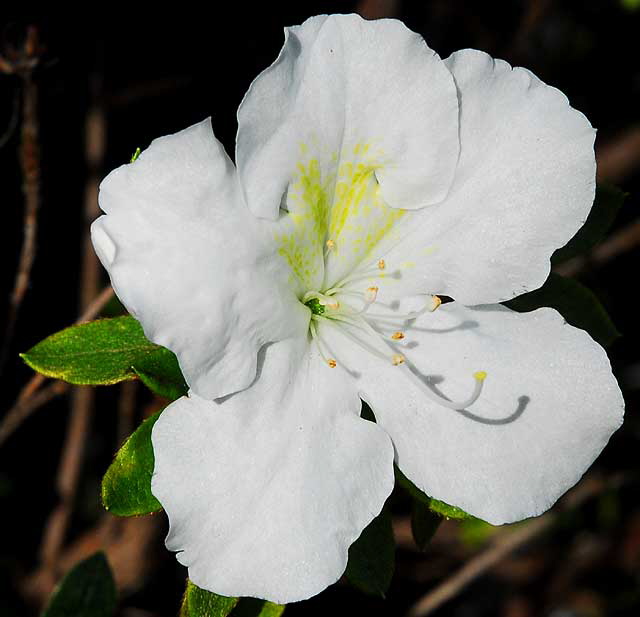 Winter bloom, Beverly Hills