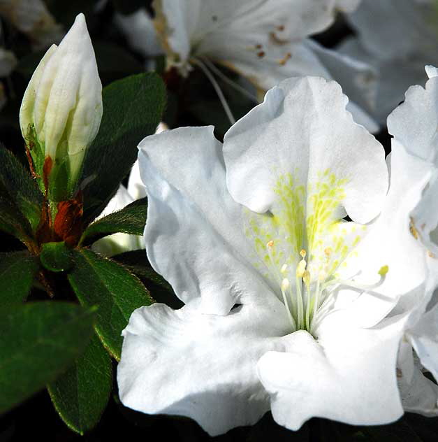 Winter bloom, Beverly Hills