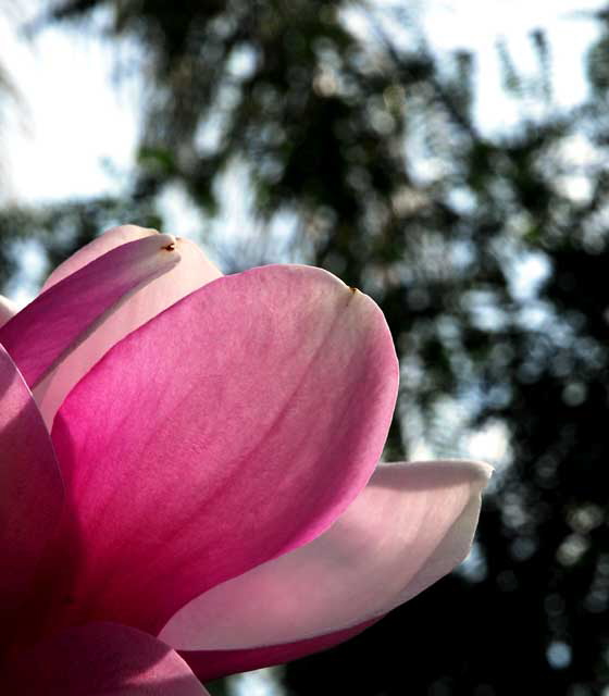 Magnolia campbellii