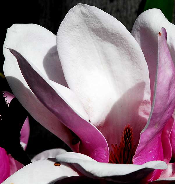 Magnolia campbellii