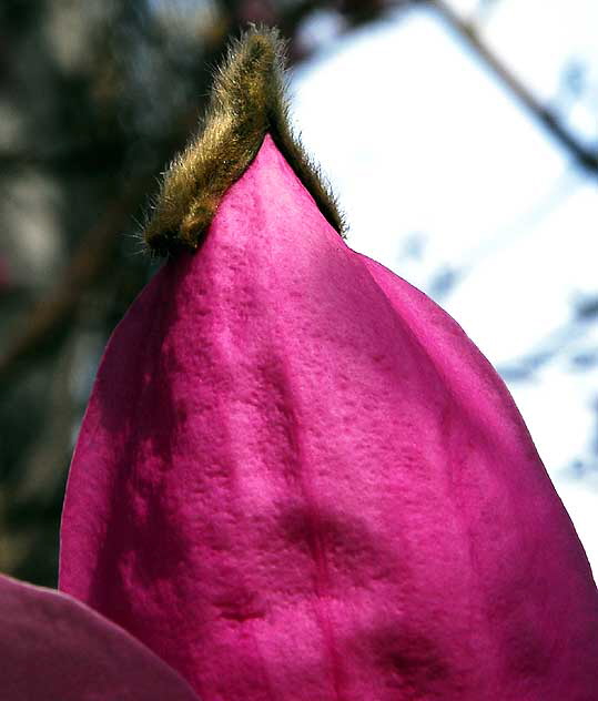 Magnolia campbellii