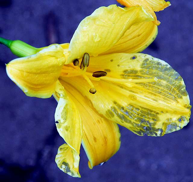 After the heavy rain - Beverly Hills, noon, Saturday, February 6, 2010