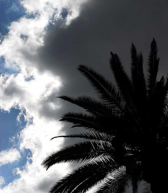 Sky Palm