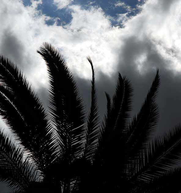 Sky Palm