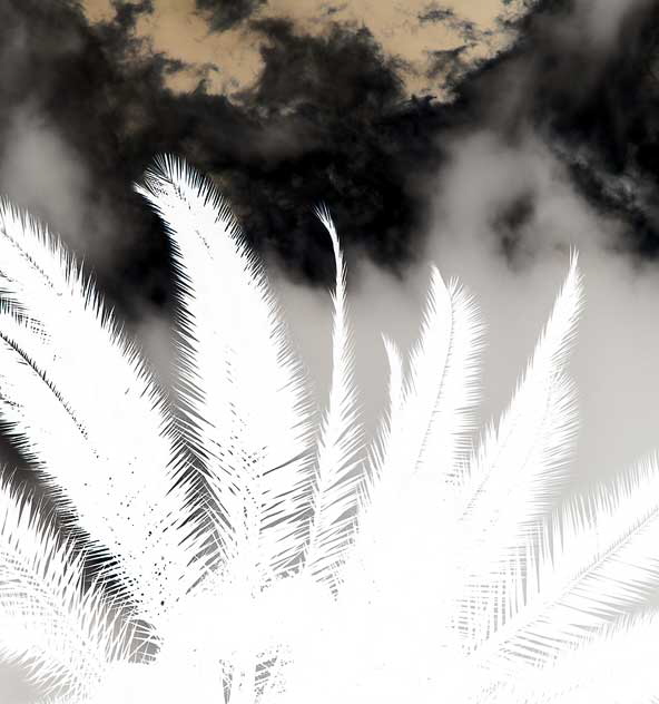 Sky Palm