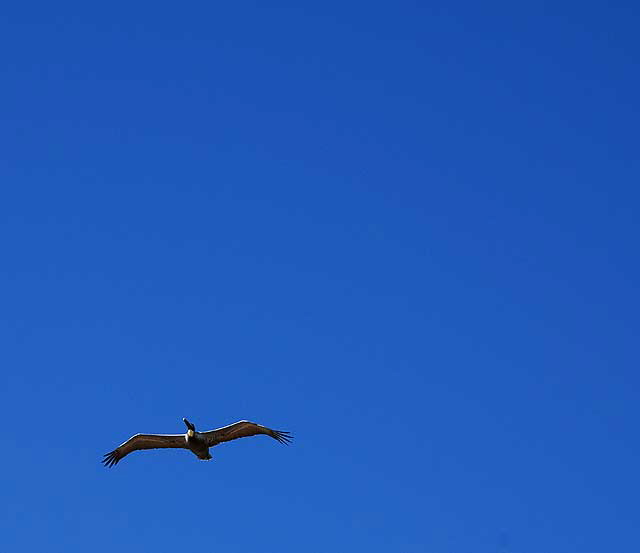 California Brown Pelican in flight