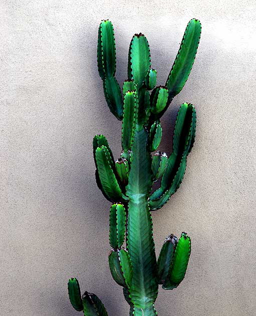 Cactus Wall, Playa Del Rey, Tuesday, February 16, 2010