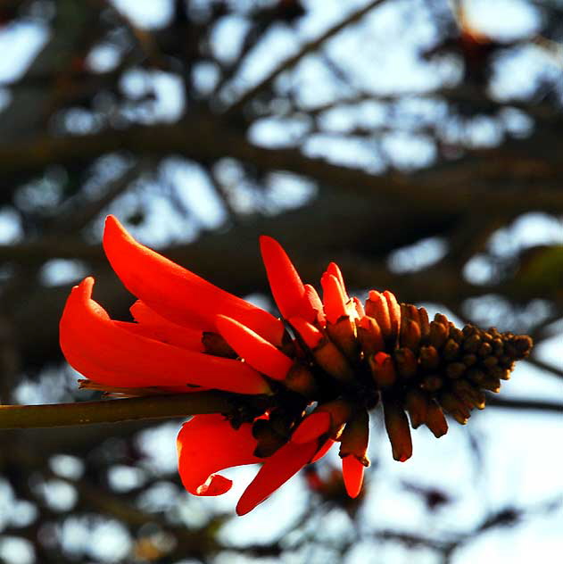 Coral Tree (Erythrina caffra)