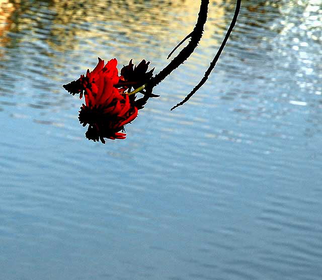 Coral Tree (Erythrina caffra)