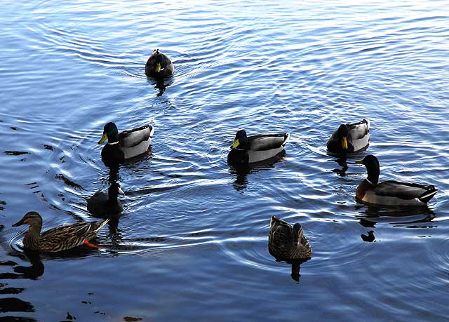 Ducks at the lagoon in Playa del Rey, Tuesday, February 16, 2010