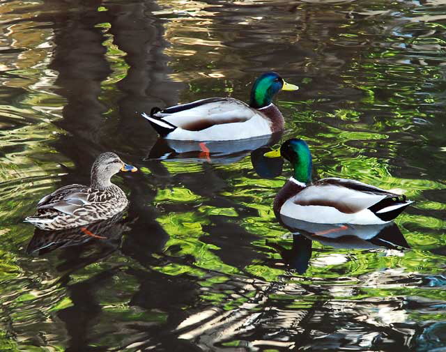 Ducks at the lagoon in Playa del Rey, Tuesday, February 16, 2010