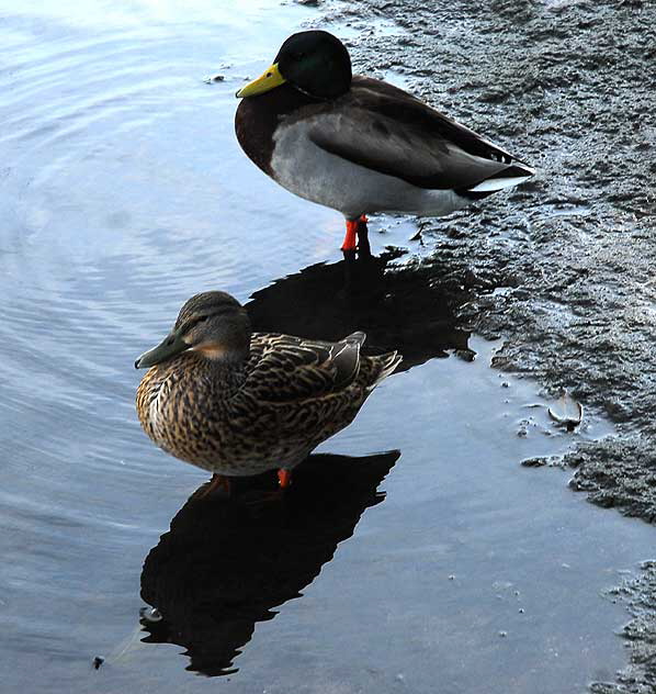 Ducks at the lagoon in Playa del Rey, Tuesday, February 16, 2010