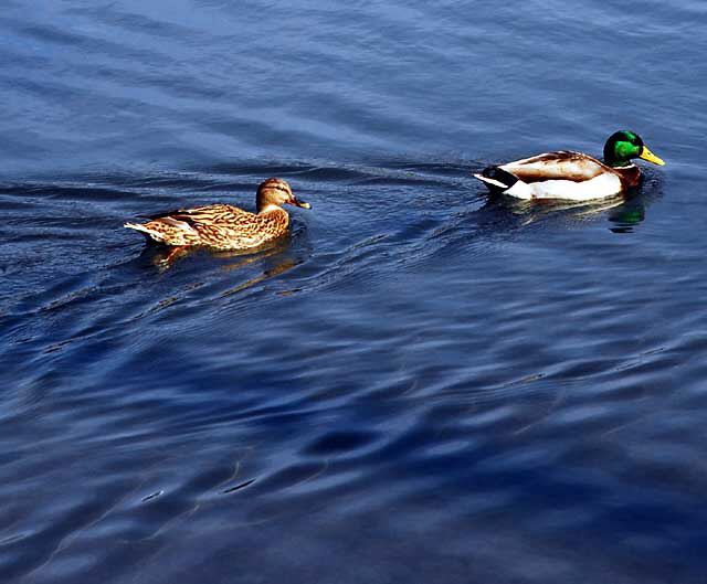 Ducks at the lagoon in Playa del Rey, Tuesday, February 16, 2010