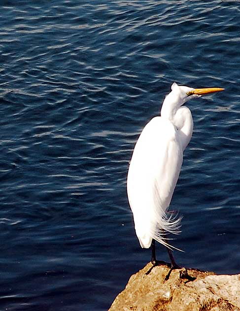 Egret at the lagoon in Playa del Rey, Tuesday, February 16, 2010