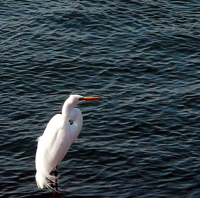 Egret at the lagoon in Playa del Rey, Tuesday, February 16, 2010