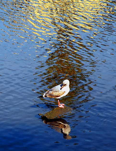 Gull Study - the lagoon in Playa del Rey, Tuesday, February 16, 2010 