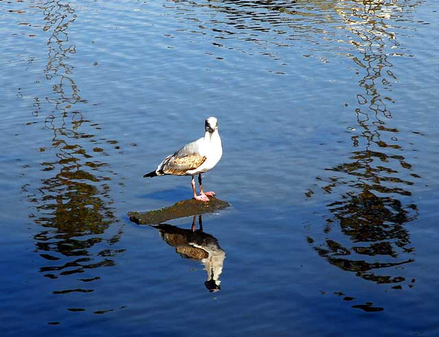 Gull Study - the lagoon in Playa del Rey, Tuesday, February 16, 2010 