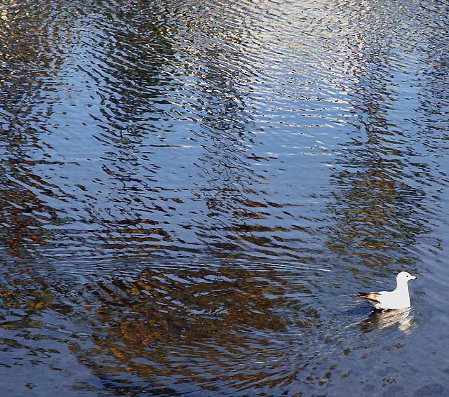 Gull Study - the lagoon in Playa del Rey, Tuesday, February 16, 2010 