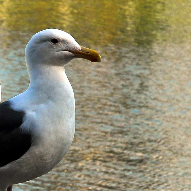 Gull Study - the lagoon in Playa del Rey, Tuesday, February 16, 2010 