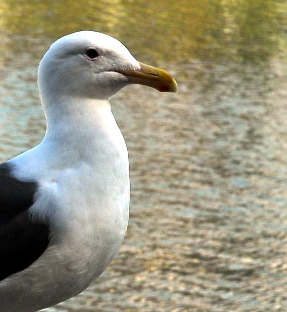 Gull Study - the lagoon in Playa del Rey, Tuesday, February 16, 2010 