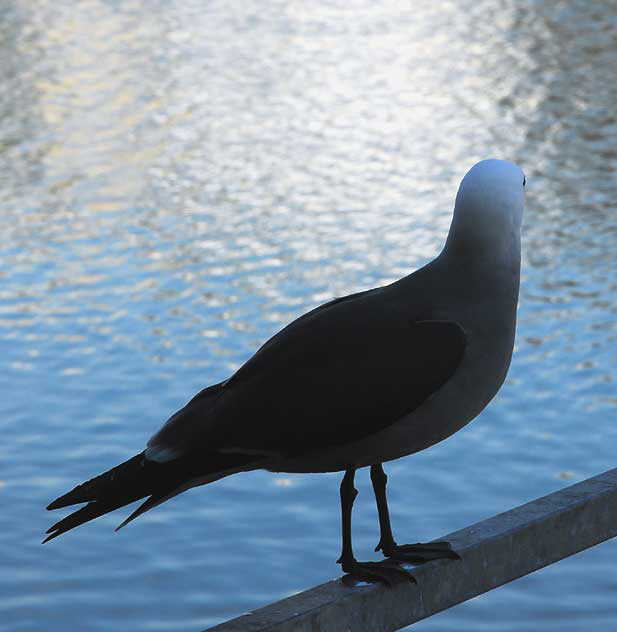 Gull Study - the lagoon in Playa del Rey, Tuesday, February 16, 2010 