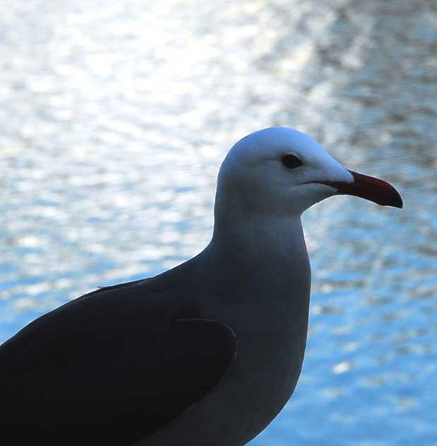 Gull Study - the lagoon in Playa del Rey, Tuesday, February 16, 2010 