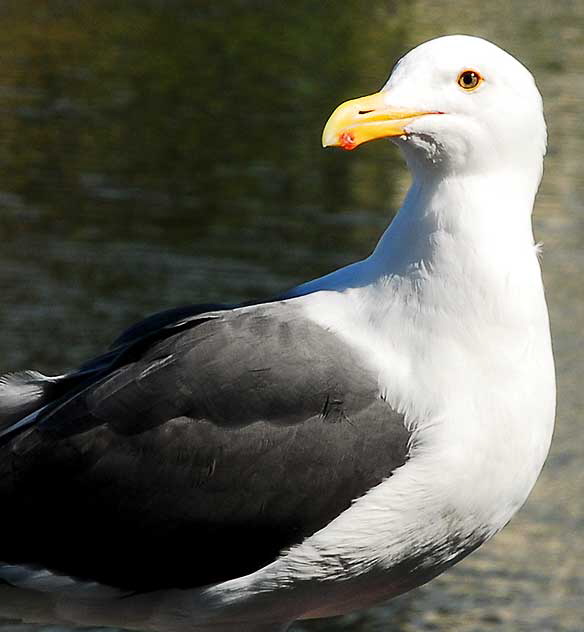 Gull Study - the lagoon in Playa del Rey, Tuesday, February 16, 2010 