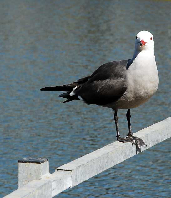 Gull Study - the lagoon in Playa del Rey, Tuesday, February 16, 2010 