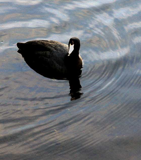 The lagoon in Playa del Rey, Tuesday, February 16, 2010