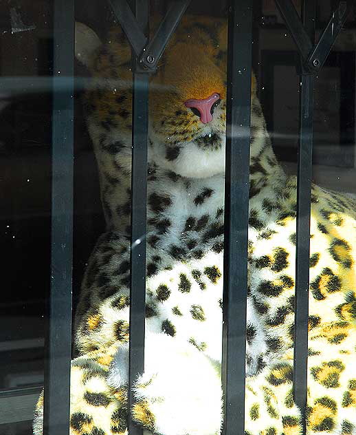 Snow leopard in shop window, Sunset Boulevard, Hollywood