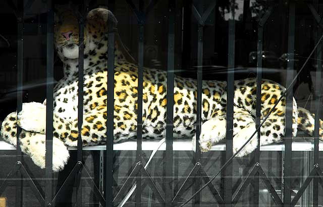 Snow leopard in shop window, Sunset Boulevard, Hollywood