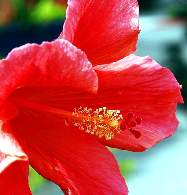 Hibiscus