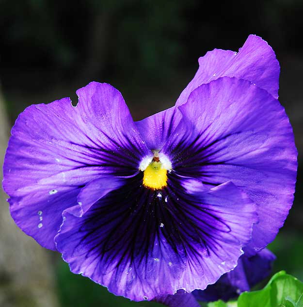 Pansy, West Hollywood, Saturday, February 20, 2010