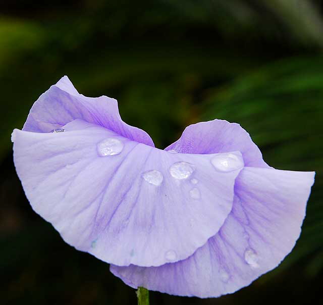 Pansy, West Hollywood, Saturday, February 20, 2010